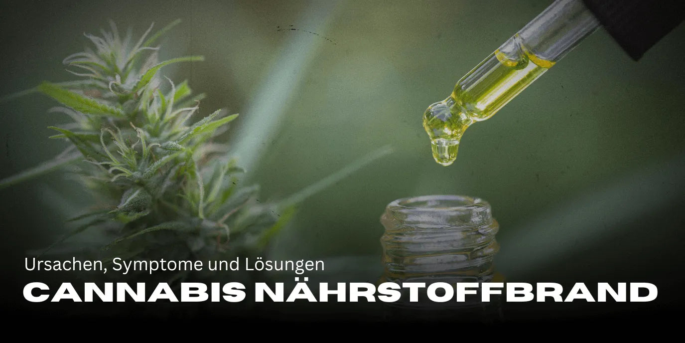 Cannabis Nährstoffbrand: Ursachen, Symptome und Lösungen