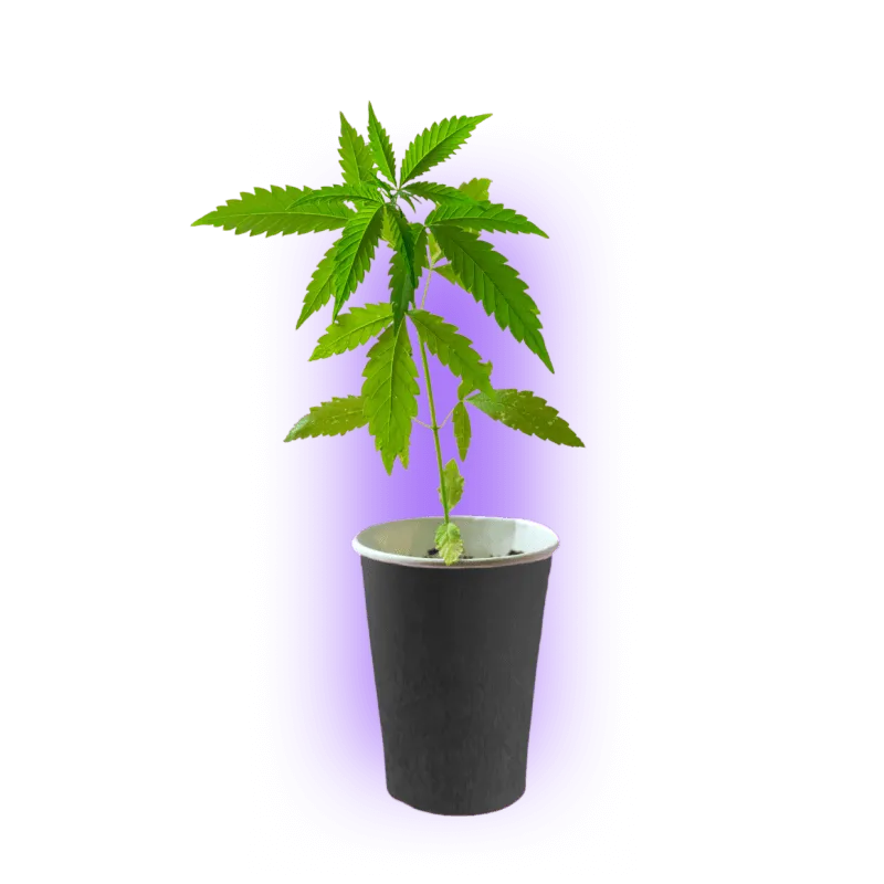 Premium Cannabis Stecklinge Gelato #45 HHCFriends