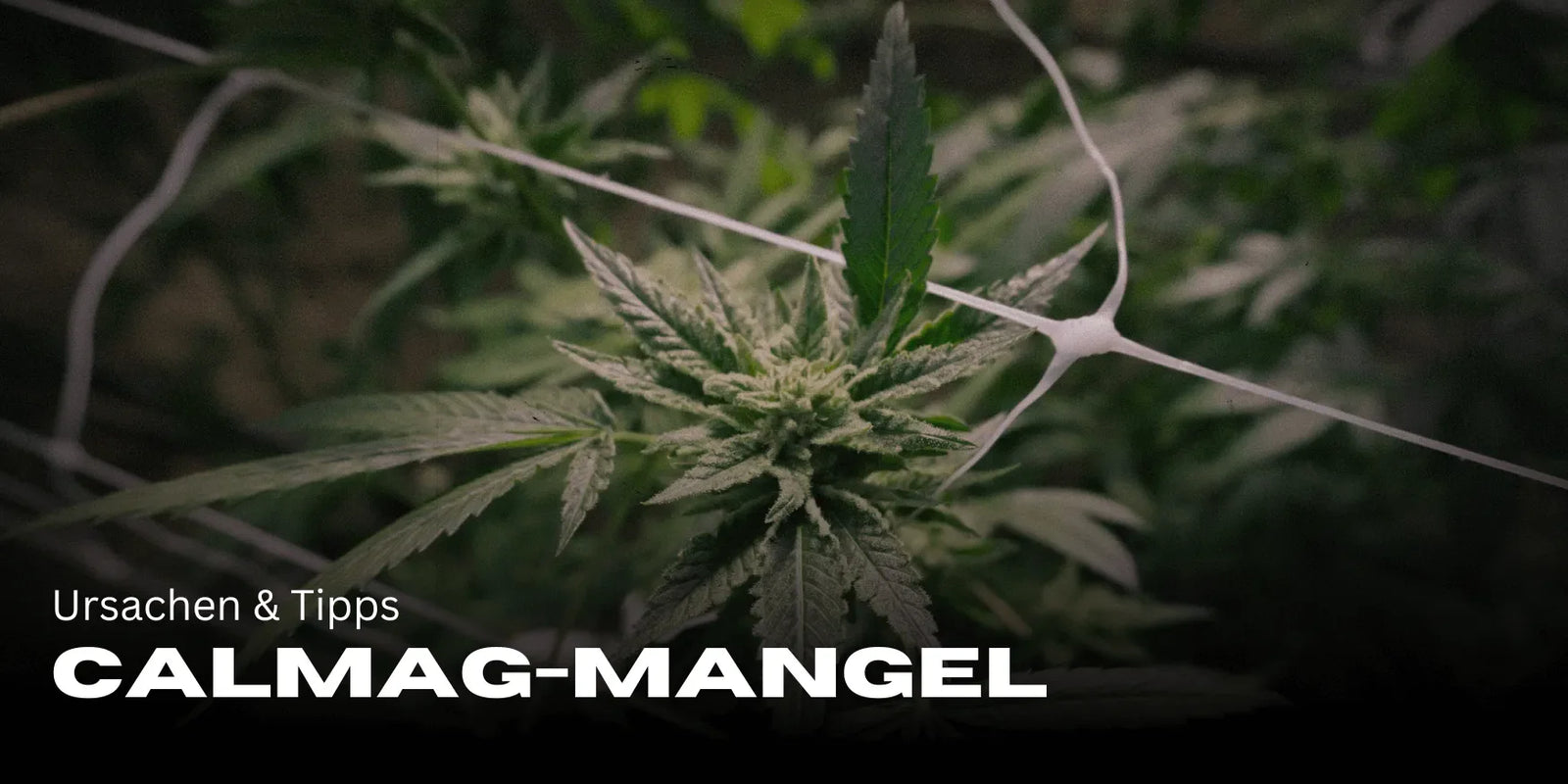 CalMag-Mangel erkennen & beheben: Ursachen & Tipps-Smagro GmbH