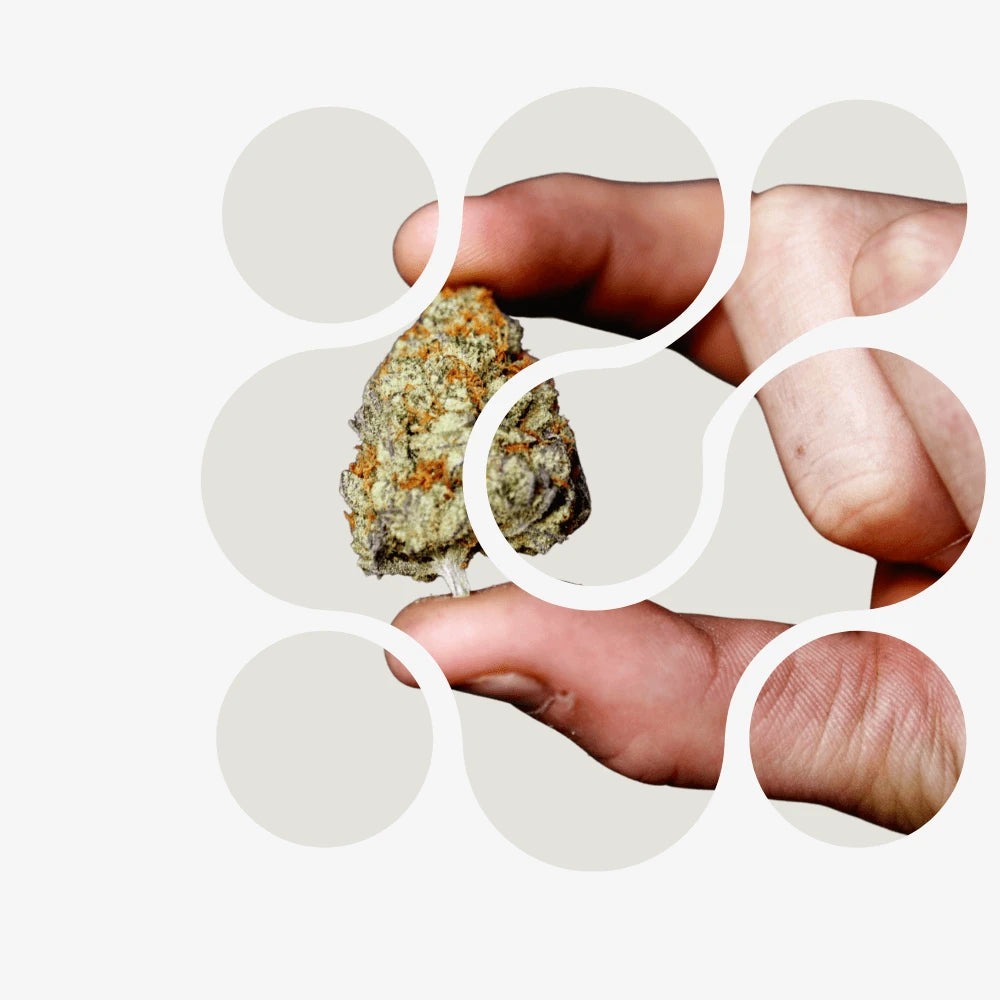 Alle Blüten-Smagro GmbH