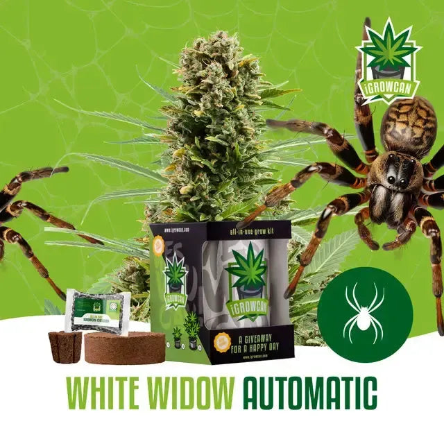 All-in-One Grow Kit: White Widow Auto (iGrowCan)-HHCFriends