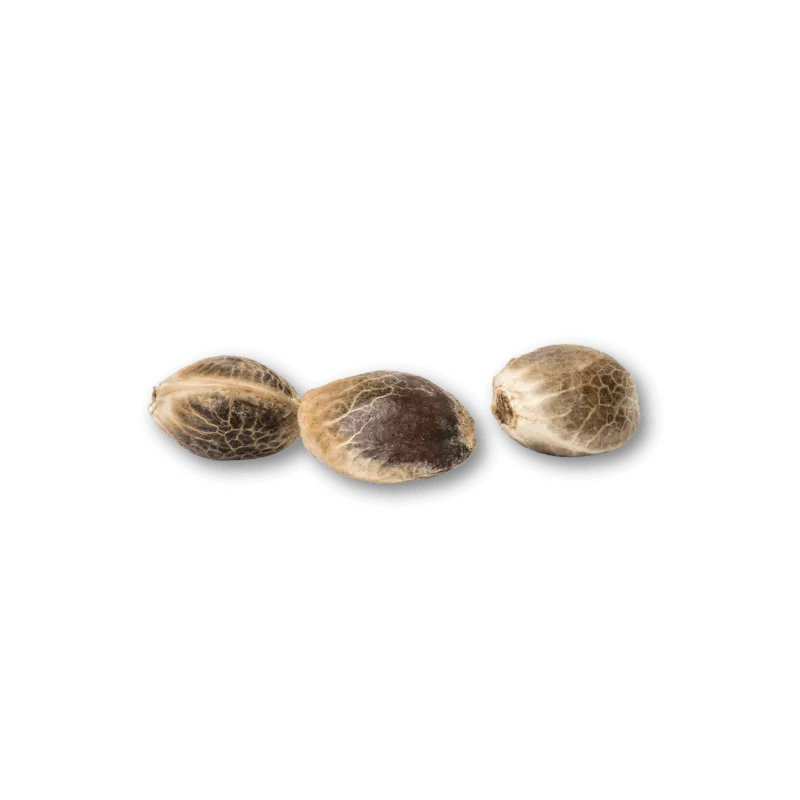 Cannabis Seeds Mango Smile 3 Stück HHCFriends