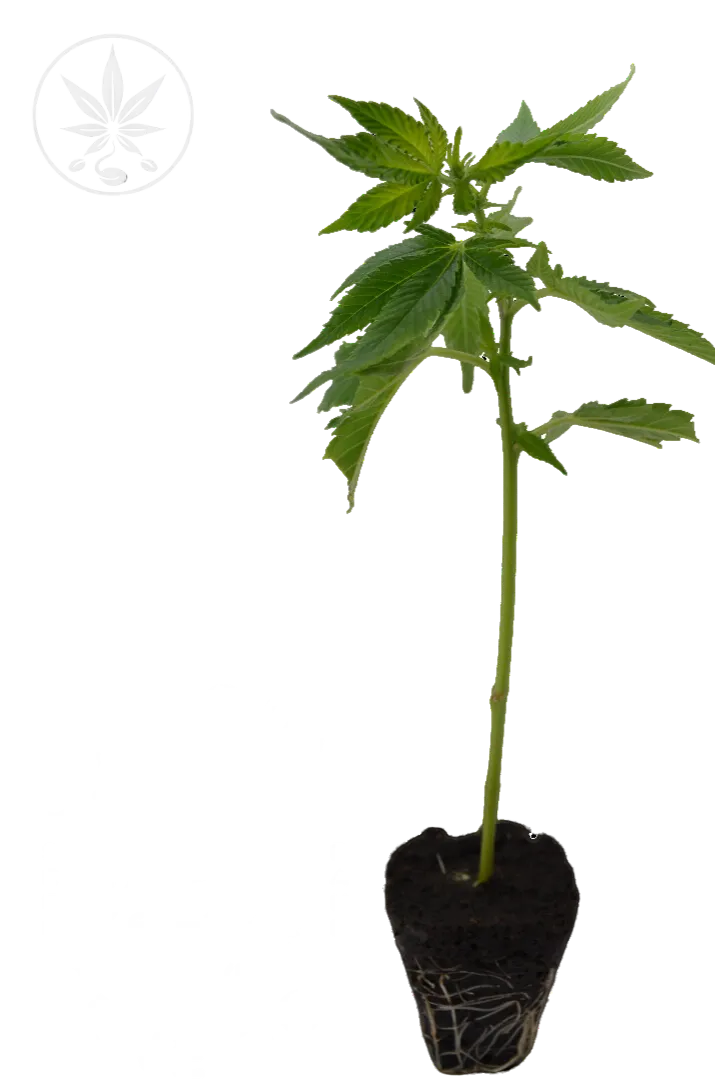 Cannabis Steckling Apples & Bananas