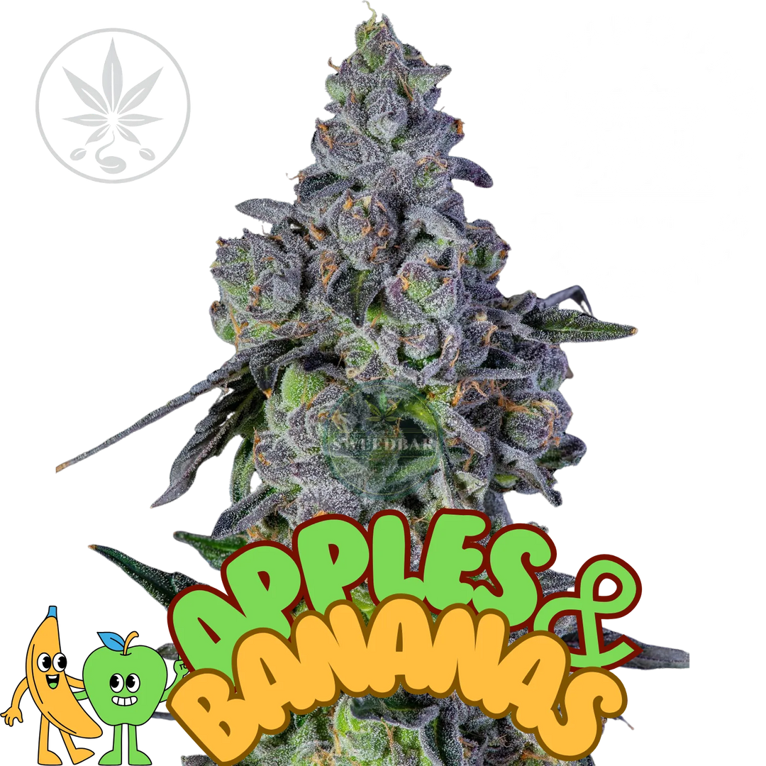 Cannabis Steckling Apples & Bananas-HHCFriends