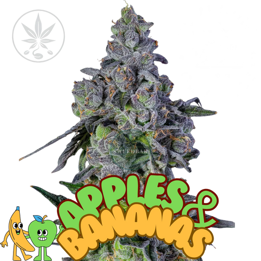 Cannabis Steckling Apples & Bananas-HHCFriends