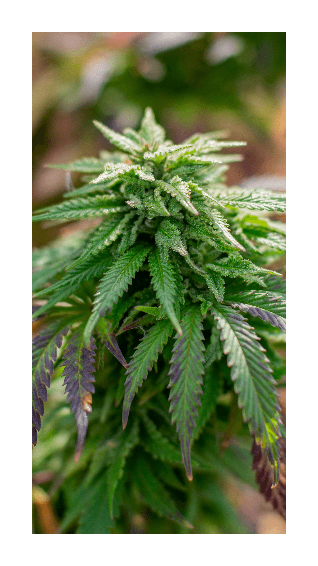 Blue Dream Strains 5