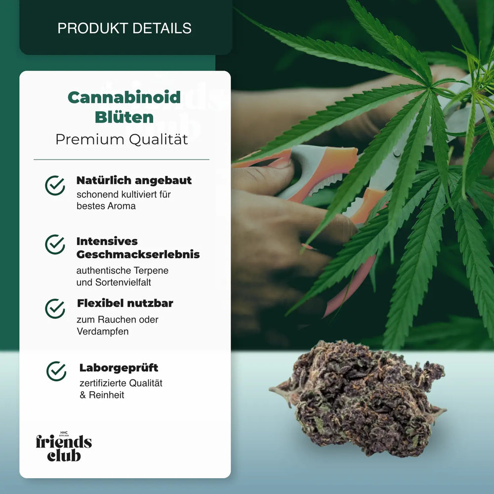 PHC Blüten Purple Haze 25% - hhcfriends