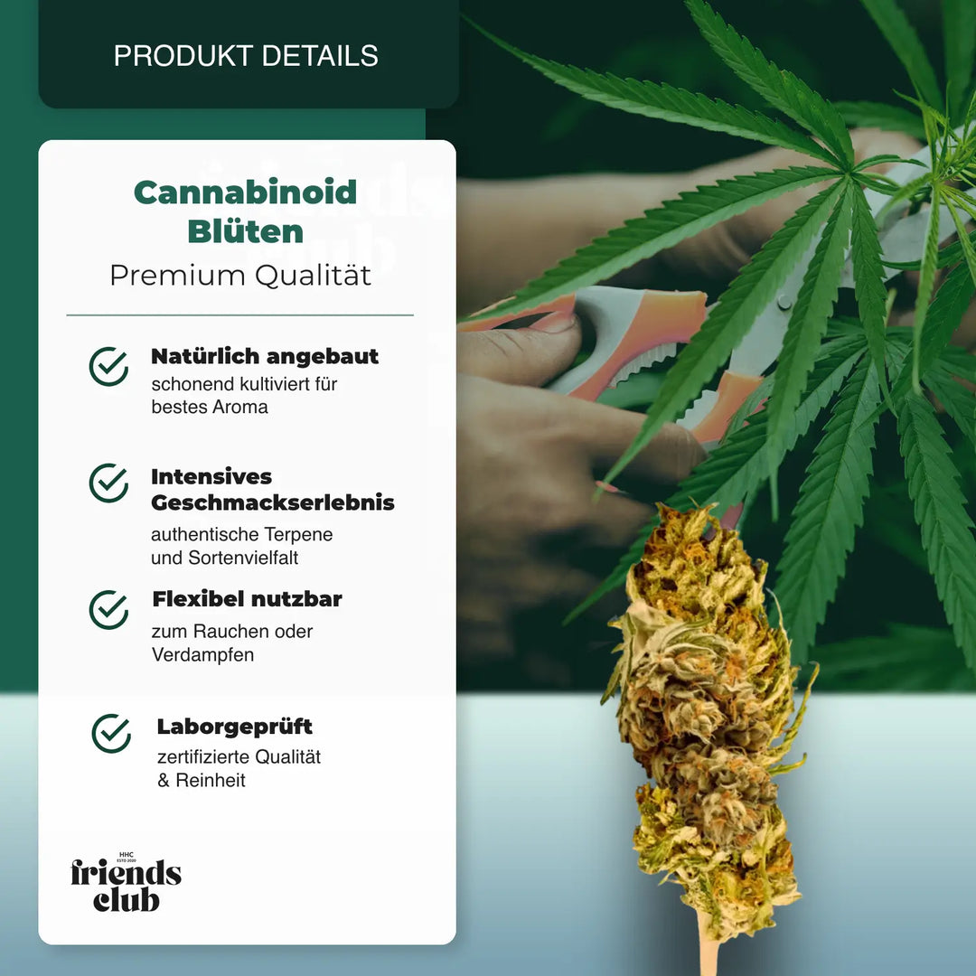 PHC Blüten V1 25% - hhcfriends