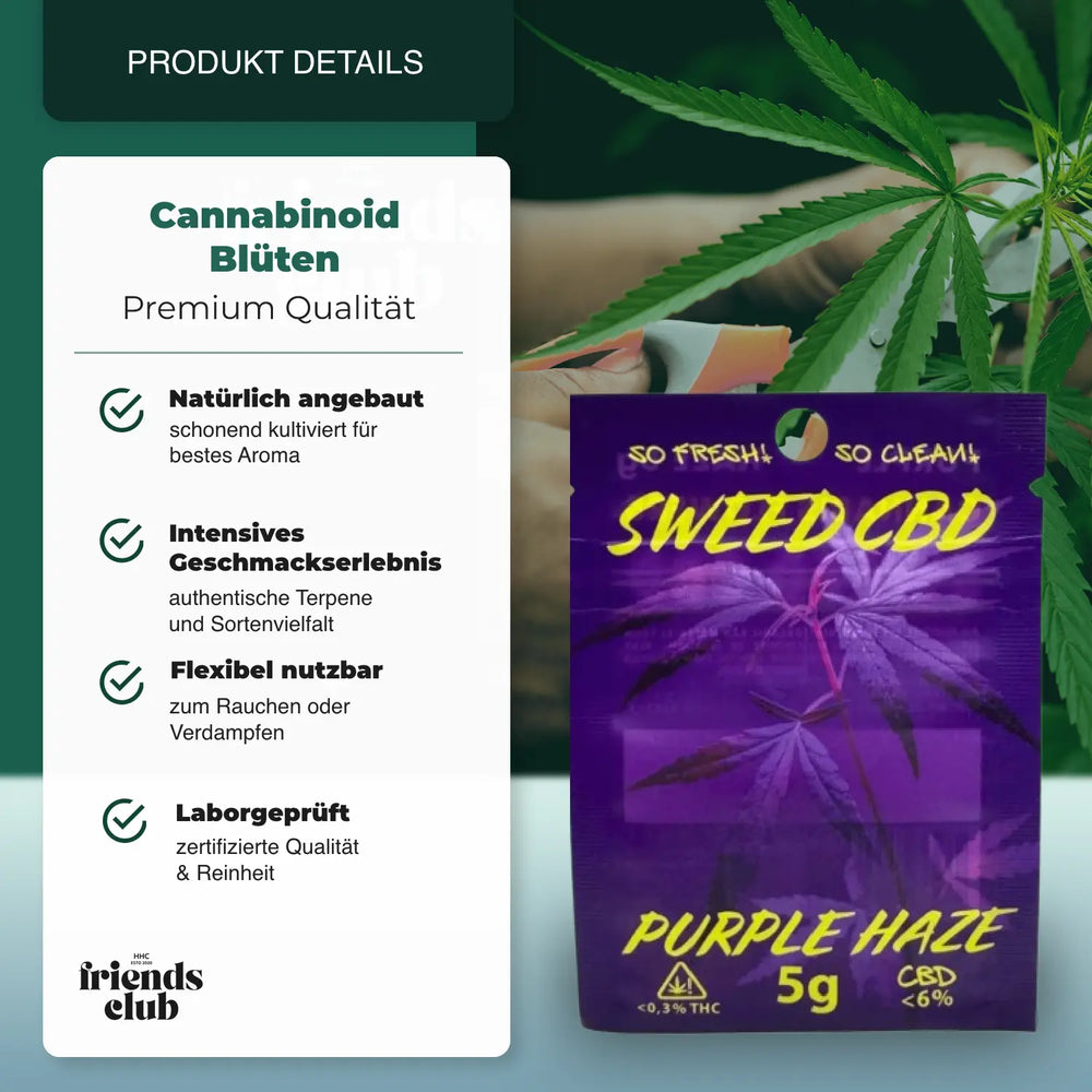 CBD Blüte Purple Haze 5g - hhcfriends