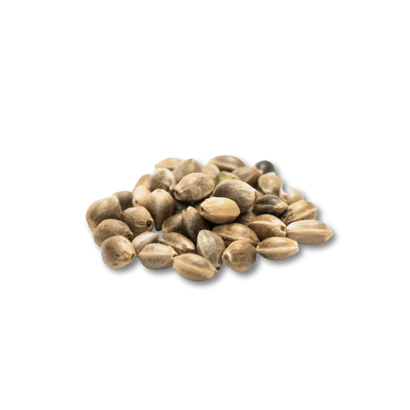 Cali Genetics Chocolate Mint OG 21,3% THC 🌱 Auto Flowering | 3 Samen HHCFriends