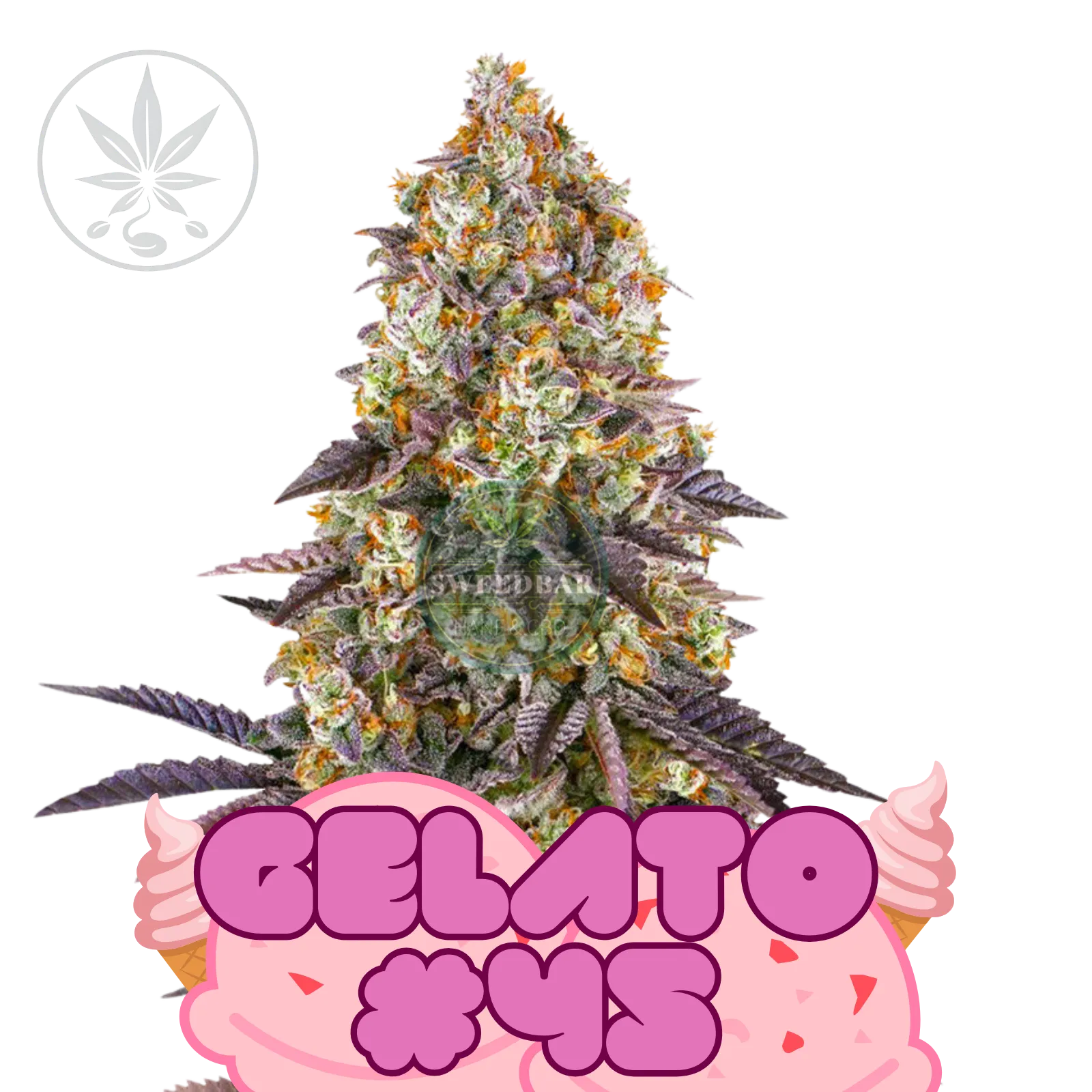 Premium Cannabis Stecklinge Gelato #45-HHCFriends