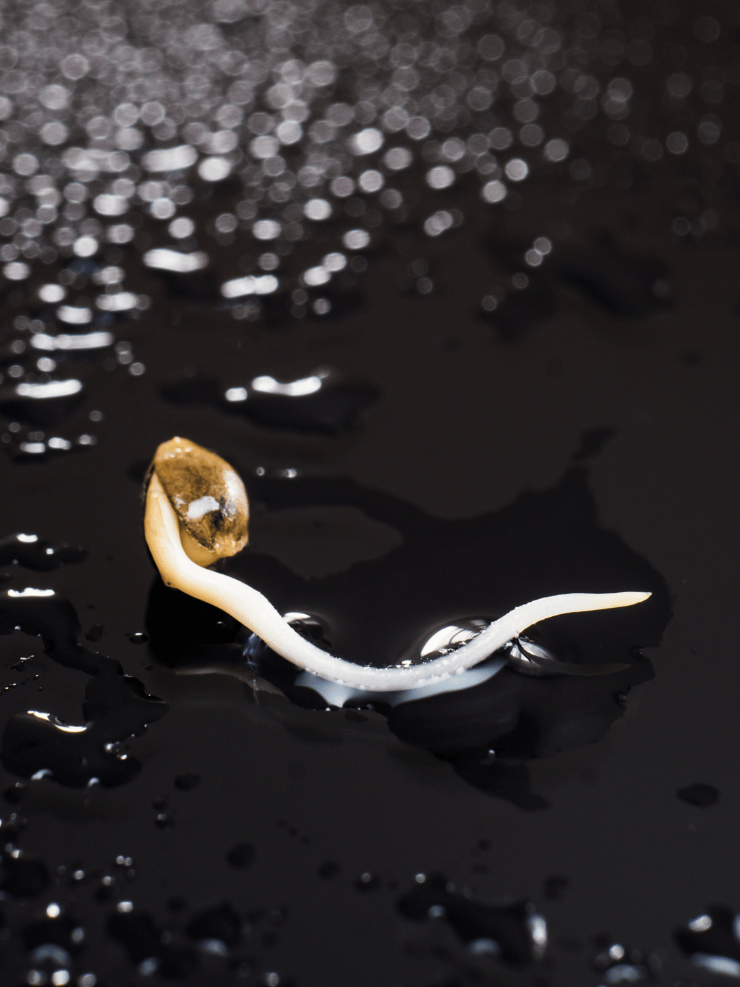 Mushrooms Libido Enhancing, für mehr Energie und Ausdauer.