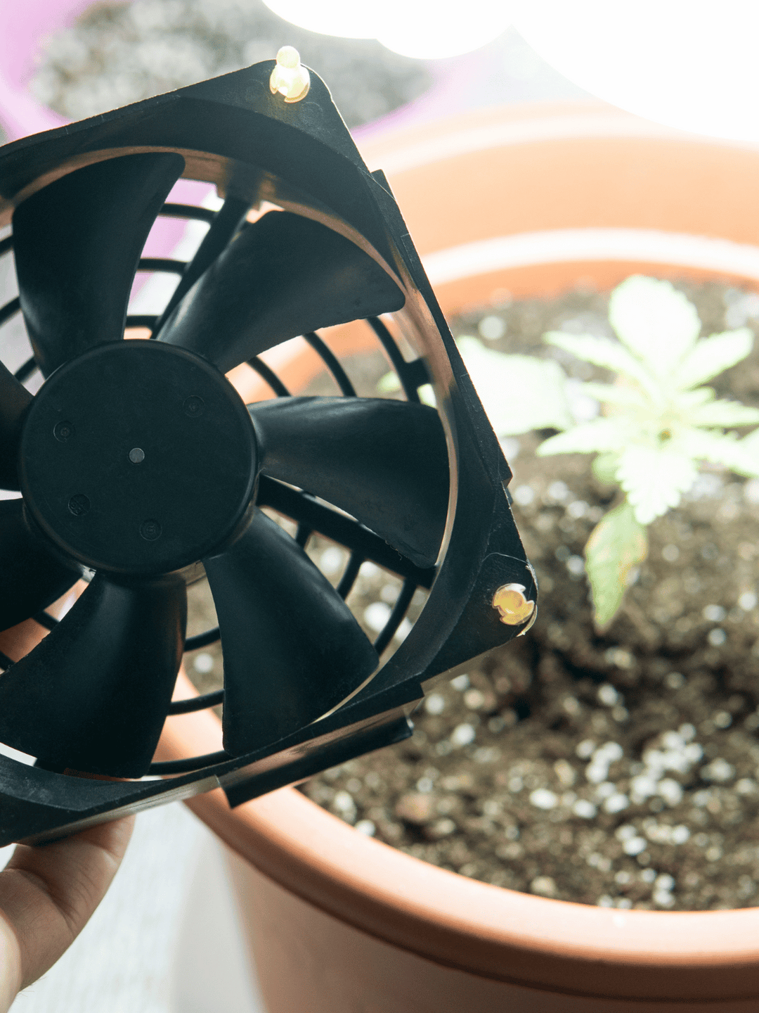 Belüftung der Cannabispflanzen