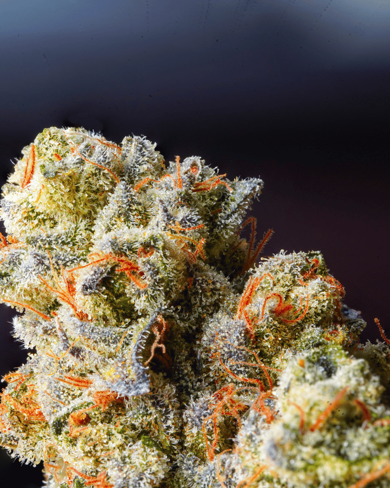 HHCFriends Popcorn Buds image