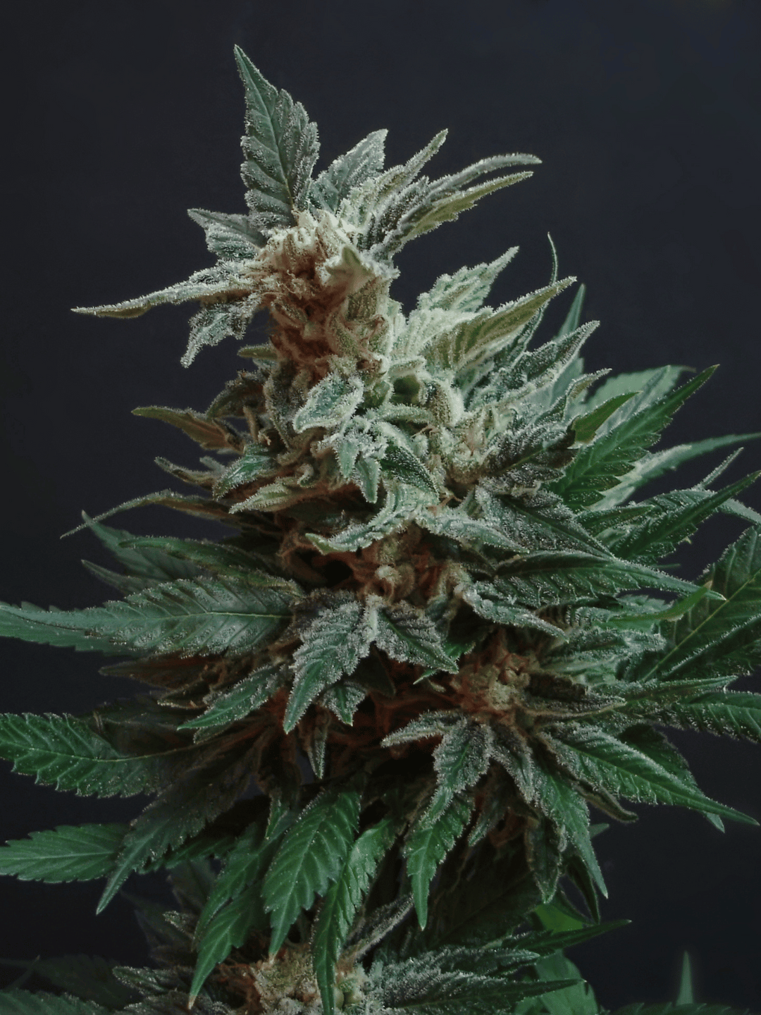 HHCFriends LSD Automat Stuttgart, schnelle Beschaffung von Produkten.