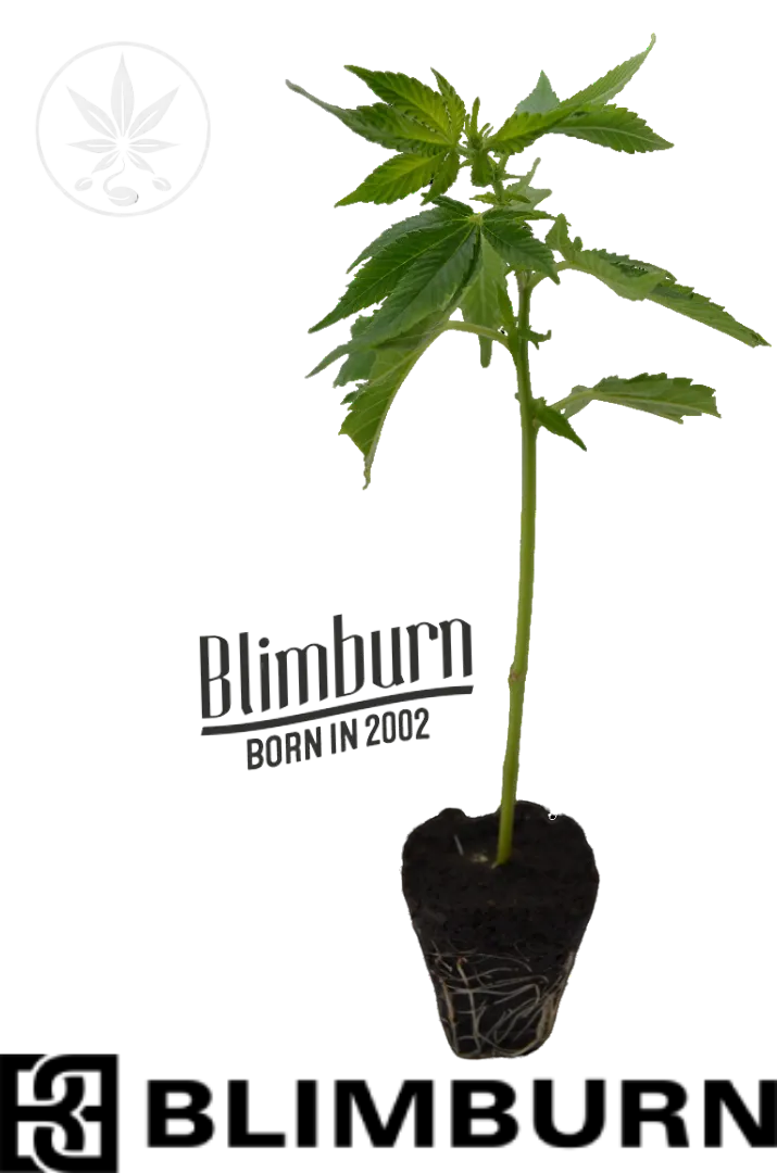 Cannabis Steckling Rainbow Sherbet #11