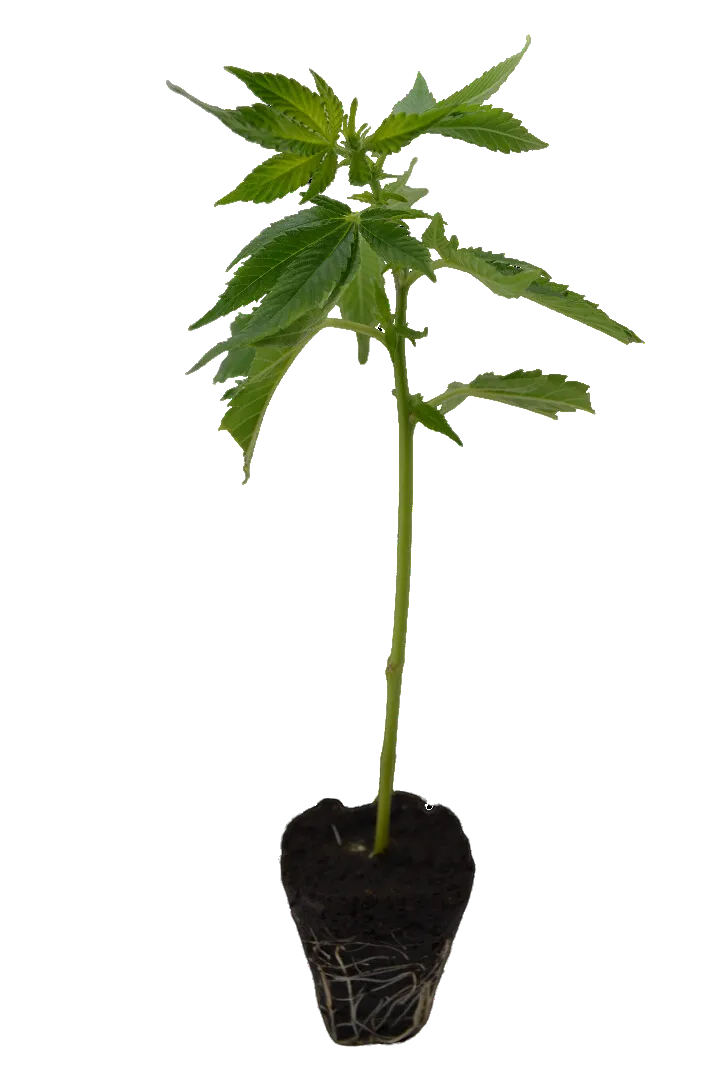 Cannabis Steckling Northern Lights-HHCFriends