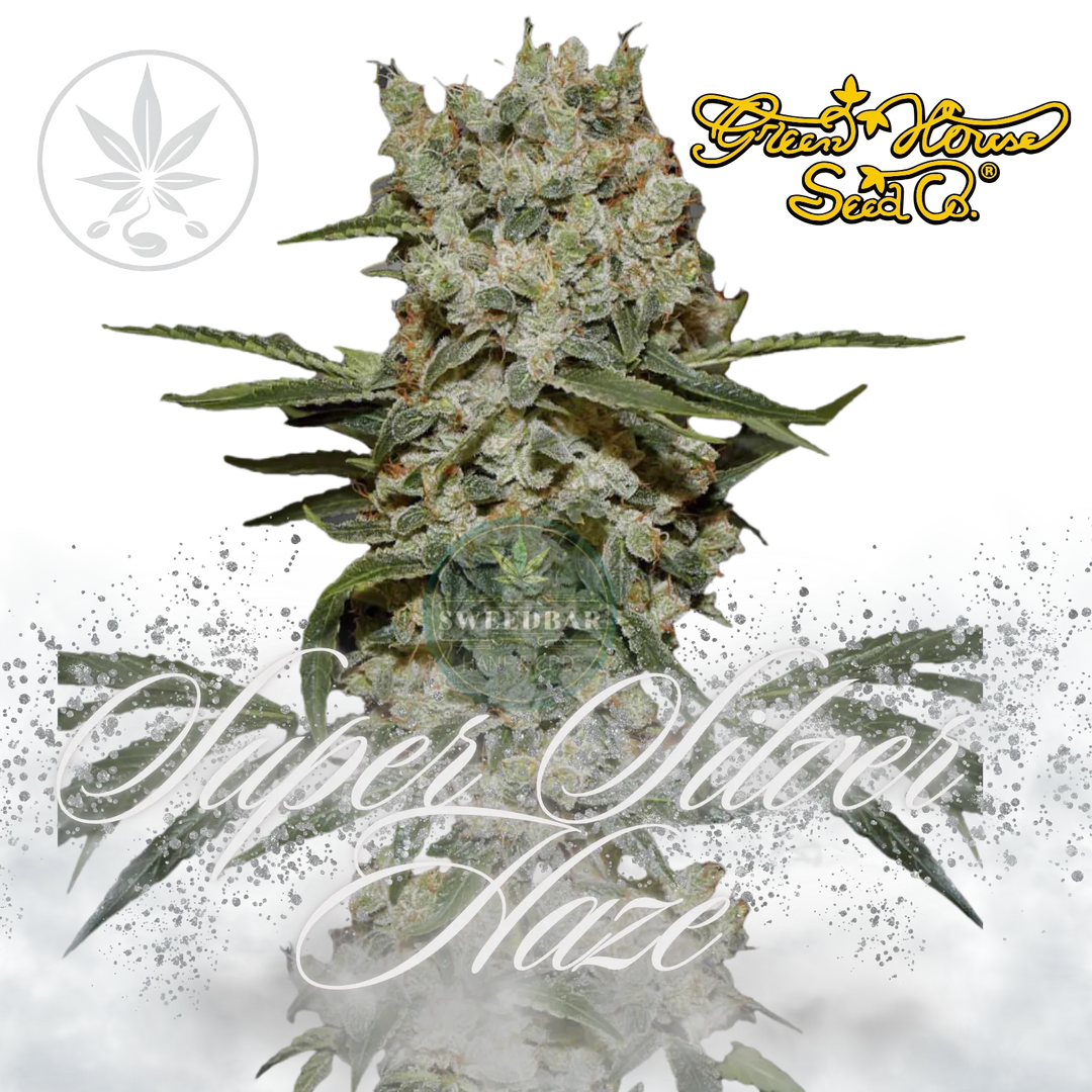 Premium Cannabis Stecklinge Super Silver Haze-HHCFriends
