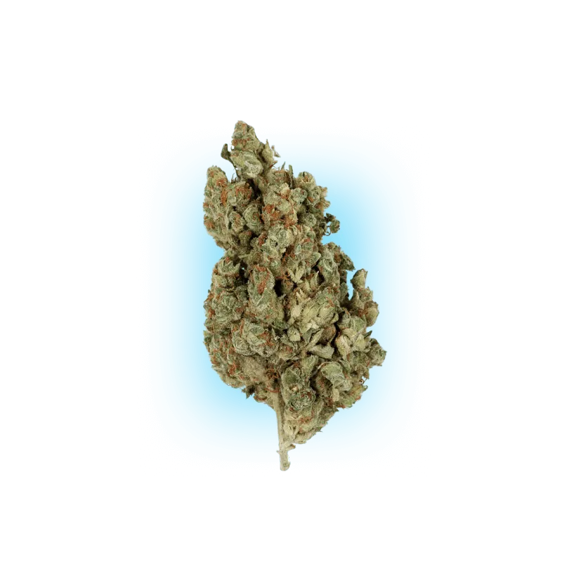 Cannabis Seeds Runtz x Amnesia 3 Stück-HHCFriends