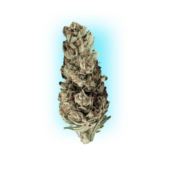 Cannabis Seeds Runtz x Skywalker OG 3 Stück-HHCFriends