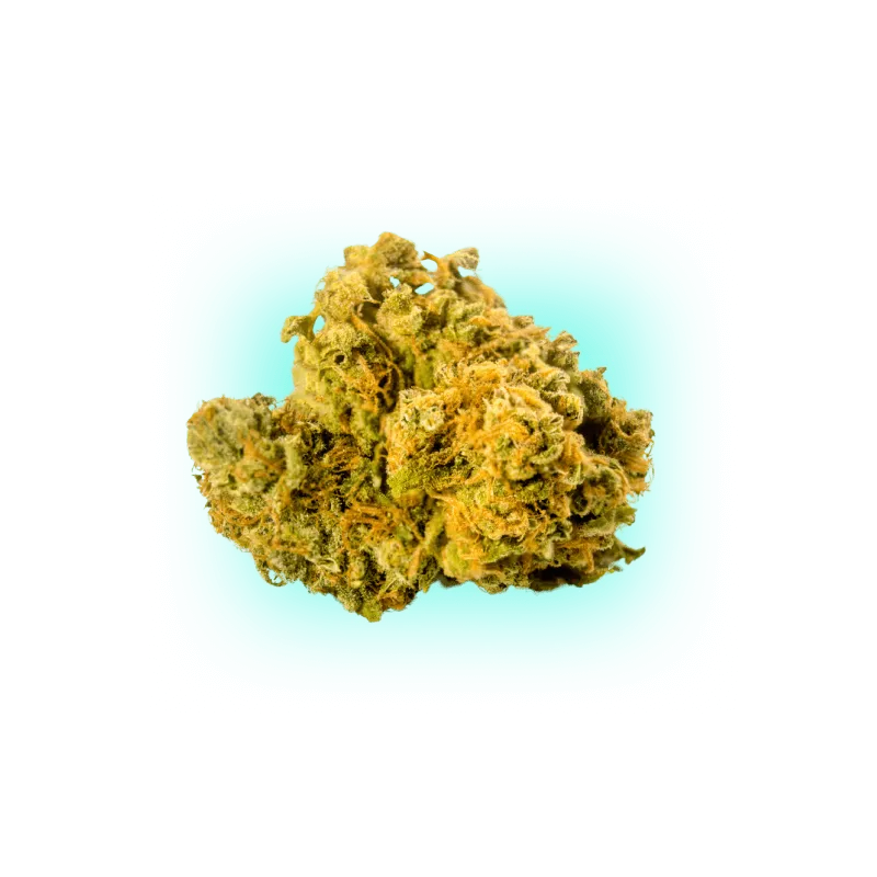 Cannabis Seeds Biscotti 3 Stück-HHCFriends