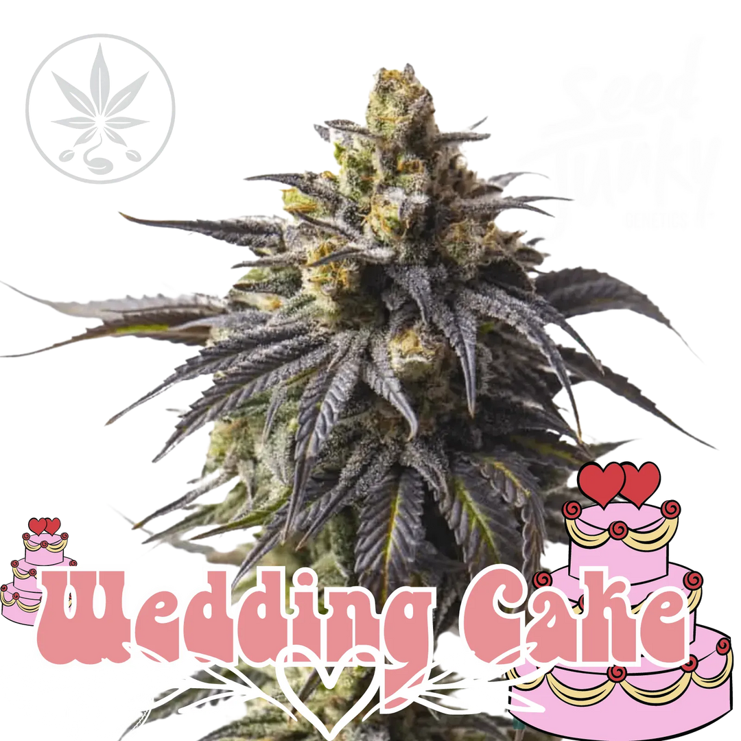Cannabis Stecklinge Wedding Cake-HHCFriends