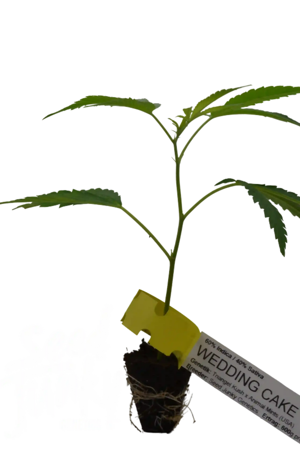 Cannabis Stecklinge Wedding Cake HHCFriends