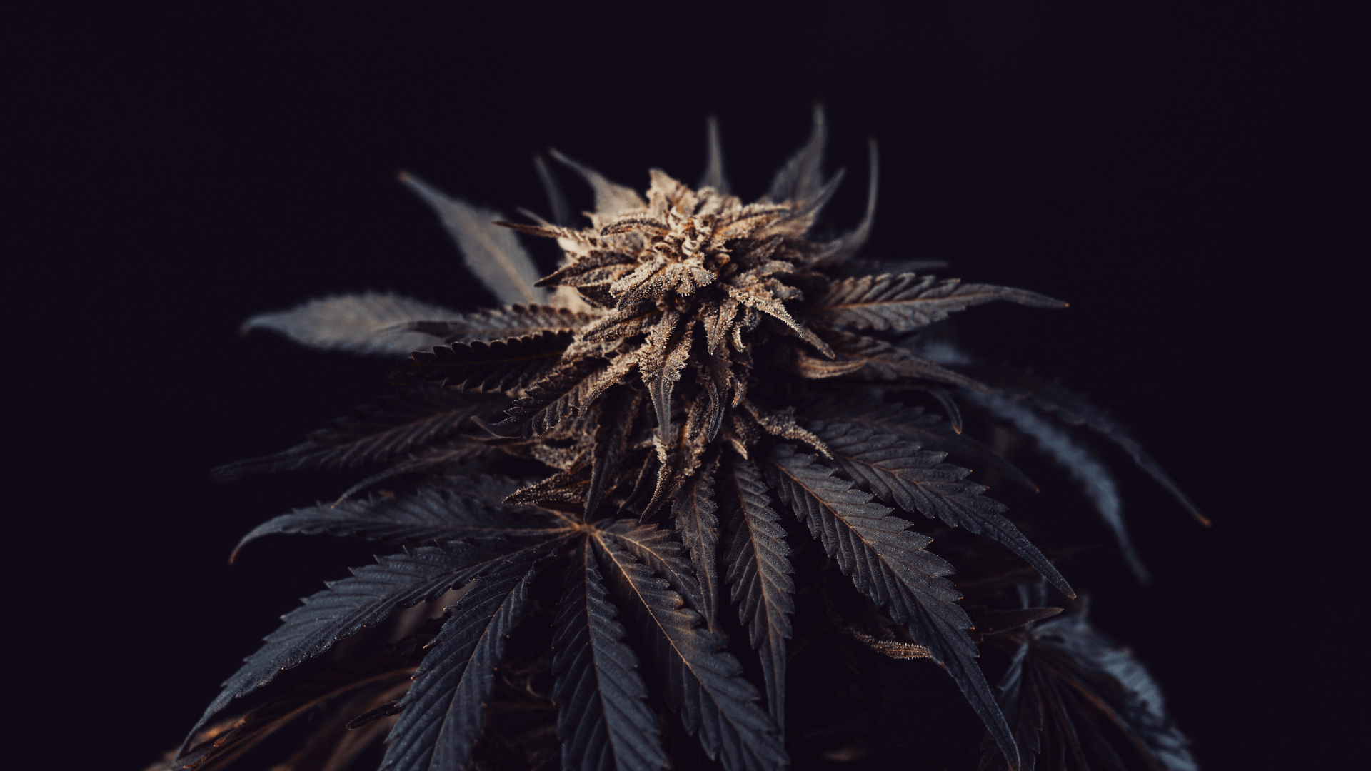 Nahaufnahme von Cannabisblüten mit sichtbaren Trichomen und Blättern auf schwarzem Hintergrund