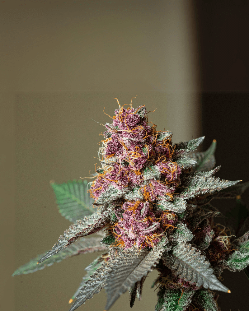 Wirkung von Cali Weed