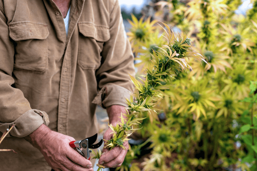 Cannabis Aufzucht Growset schneiden