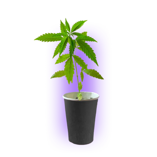 Premium Cannabis Stecklinge White Widow-HHCFriends