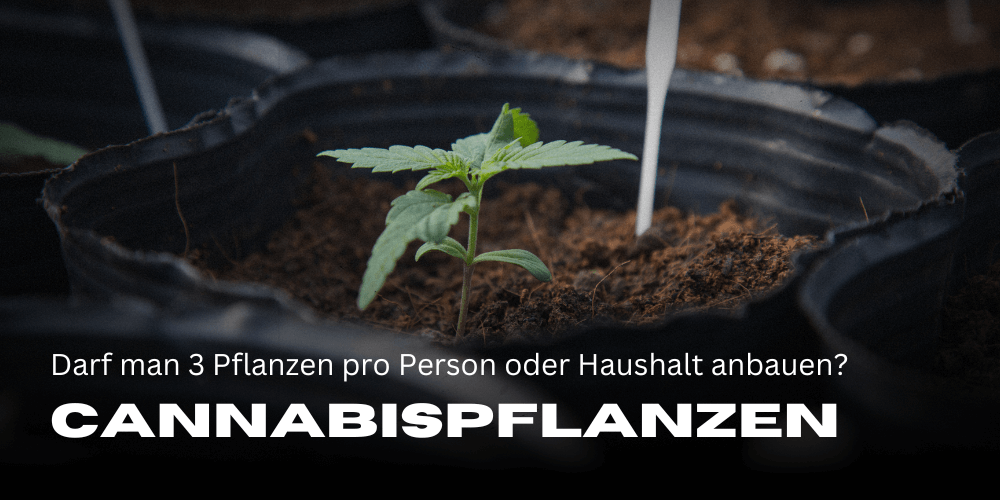 Cannabispflanzen pro Haushalt