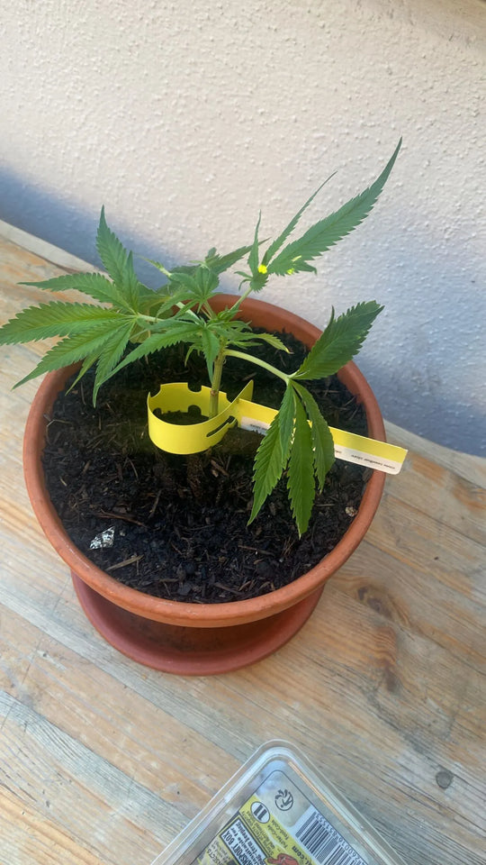 Cannabis Stecklinge Amnesia Core Cut HHCFriends