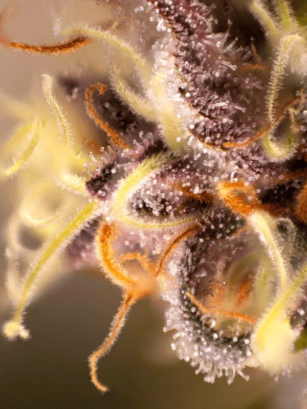 Sherbet Cake Terpene THC-CBD Product.