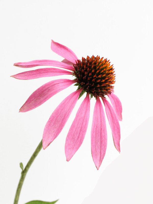 Cannabis Anbau Anleitung, für eine erfolgreiche Zucht.